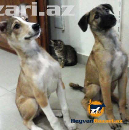 3 aylıq it balaları satılır.