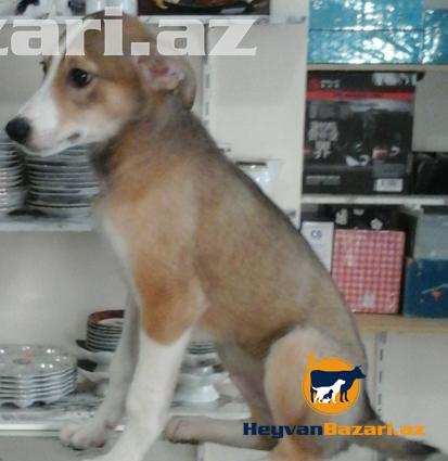 3 aylıq it balaları satılır.