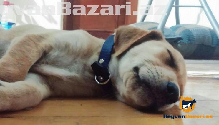 Golden cinsi dişi it