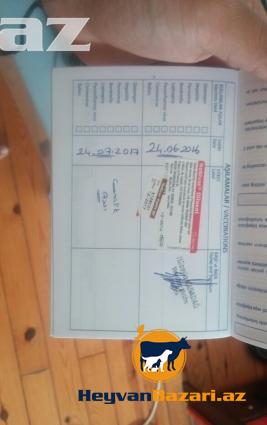 Golden cinsi dişi it