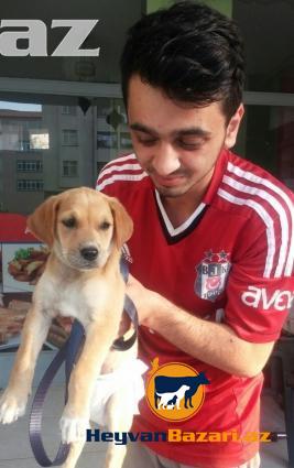 Golden cinsi dişi it