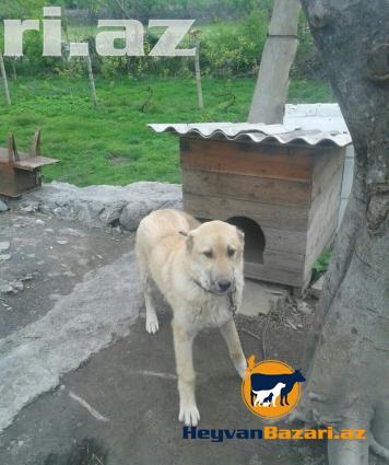 Təmiz alman ovçarkası