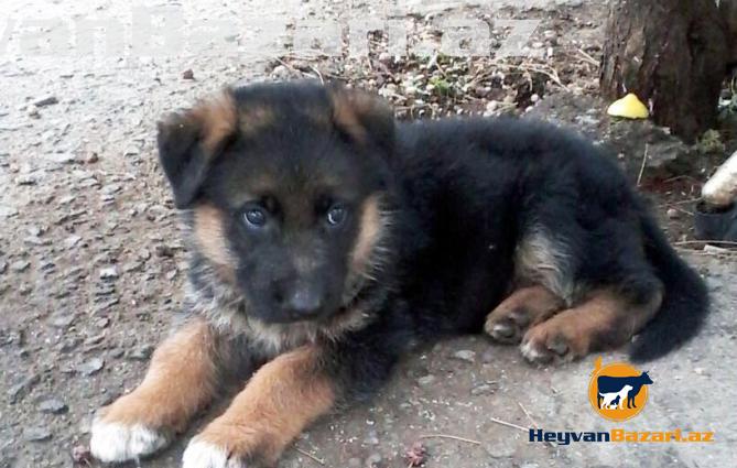 Təmiz alman ovçarkası