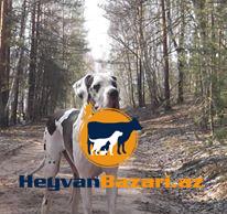 Немецкий дог