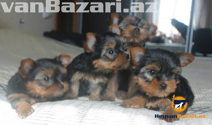 В наличи и на заказ любая порода собак.