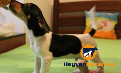 В наличи и на заказ любая порода собак.