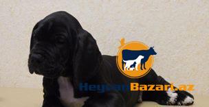 Немецкий дог