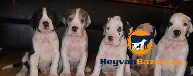 Немецкий дог