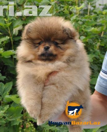 В наличи и на заказ любая порода собак.