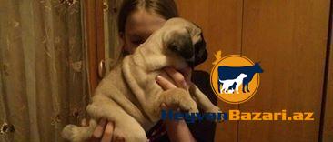 В наличи и на заказ любая порода собак.