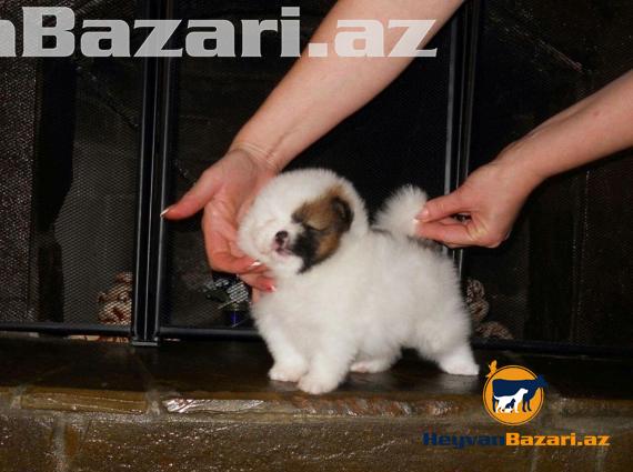 В наличи и на заказ любая порода собак.