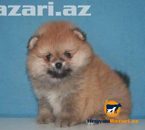 В наличи и на заказ любая порода собак.