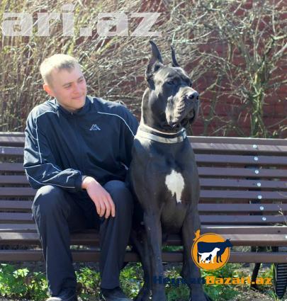 В наличи и на заказ любая порода собак.