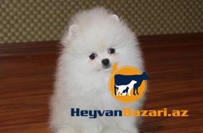 В наличи и на заказ любая порода собак.