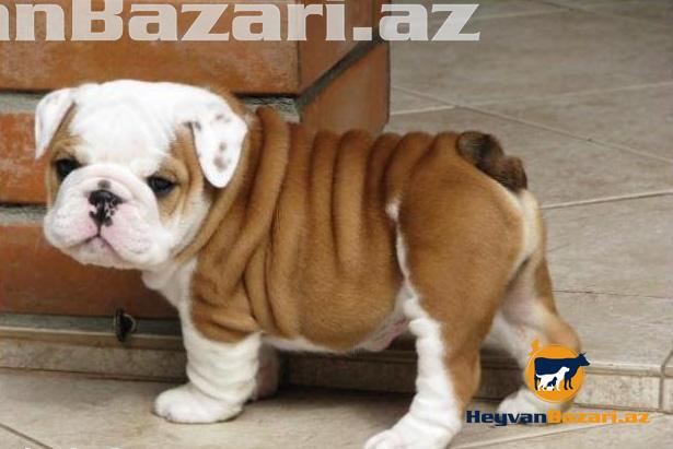 В наличи и на заказ любая порода собак.