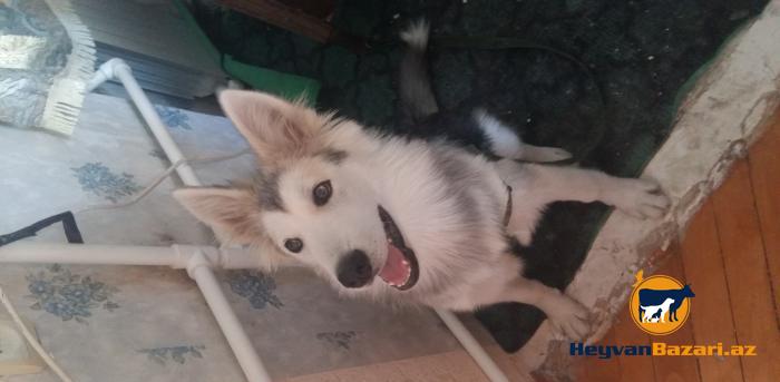 Аляскинский Маламут