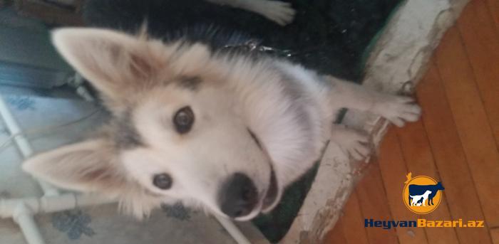 Аляскинский Маламут