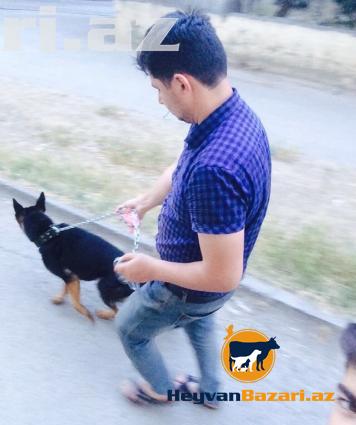 Afcarka temiz deyerinden awagi