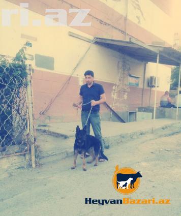 Afcarka temiz deyerinden awagi