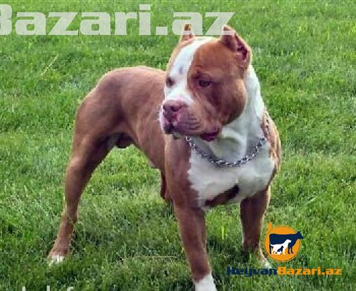 Pidbul ve rotveyler iti axtariram