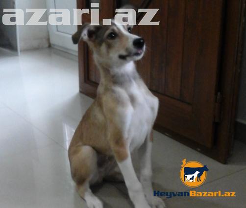 2-3 ay arası çox ağıllı və mehriban Çoban iti balası satılır.