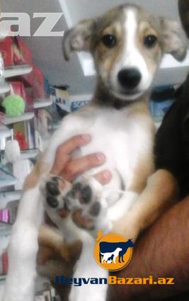 2-3 ay arası çox ağıllı və mehriban Çoban iti balası satılır.
