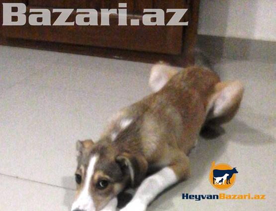 2-3 ay arası çox ağıllı və mehriban Çoban iti balası satılır.