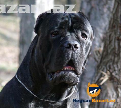 Cane Corso