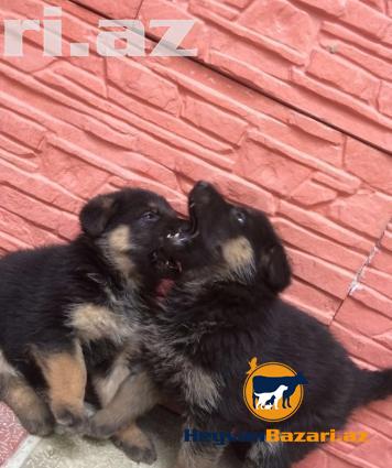 Nemeski Afcarka balasi