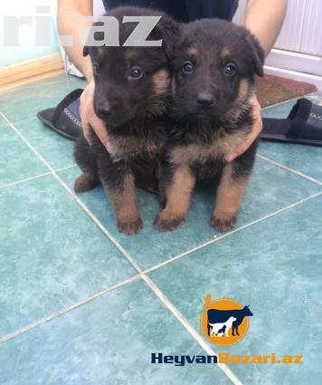 Nemeski Afcarka balasi