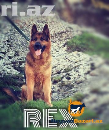 Cute vurmaqa disi Alman coban iti (Nemeski Ovcarka)