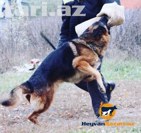 Cute vurmaqa disi Alman coban iti (Nemeski Ovcarka)