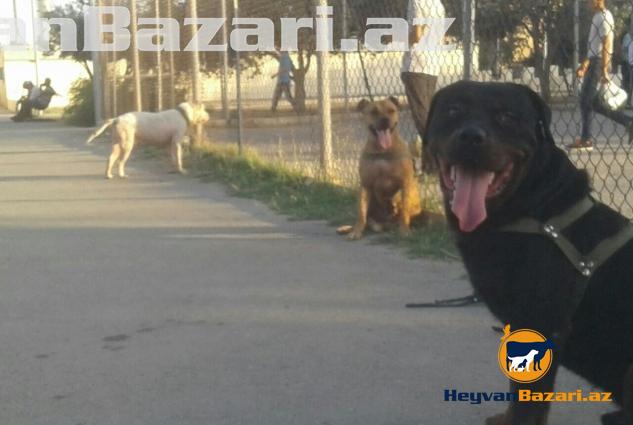 Barter Meydan İti İlə