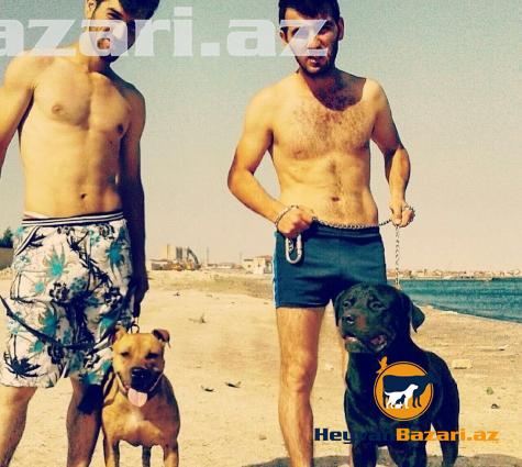 Barter Meydan İti İlə