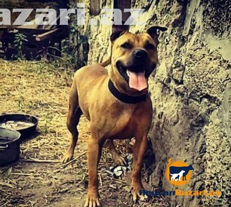 Barter Meydan İti İlə