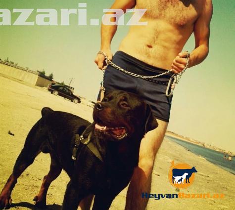 Barter Meydan İti İlə