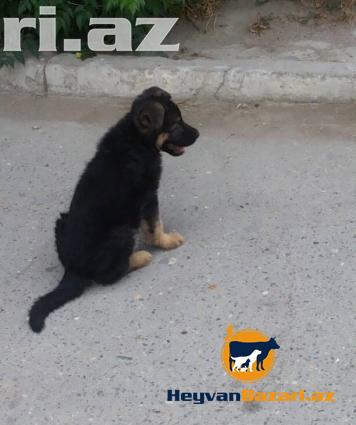 Temiz nemesky ofcarka balasi satilir 1 ay 10 gunnukdur 20