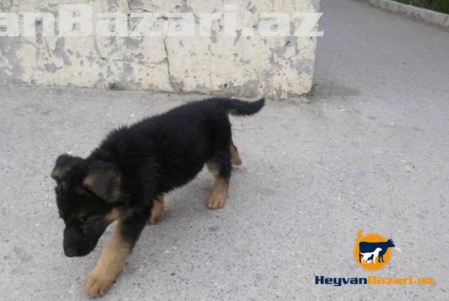 Temiz nemesky ofcarka balasi satilir 1 ay 10 gunnukdur 20