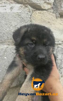 Temiz nemesky ofcarka balasi satilir 1 ay 10 gunnukdur 20