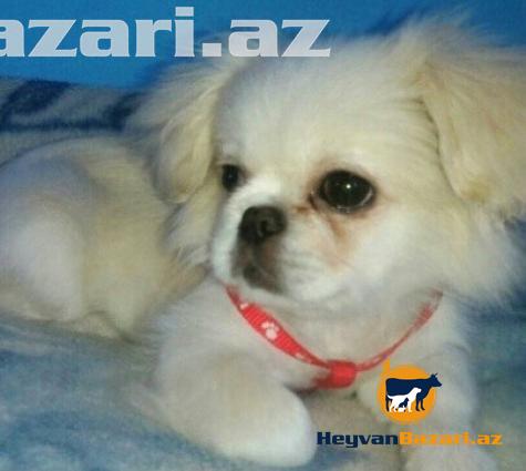 satilir Pikimes diwi Real alicilar buyursun