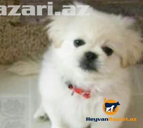 satilir Pikimes diwi Real alicilar buyursun