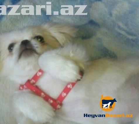 satilir Pikimes diwi Real alicilar buyursun