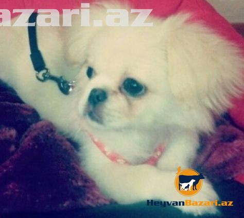 satilir Pikimes diwi Real alicilar buyursun