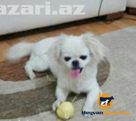 satilir Pikimes diwi Real alicilar buyursun