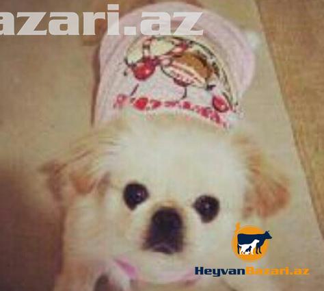 satilir Pikimes diwi Real alicilar buyursun