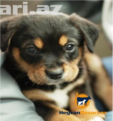1 və 3 aylıq mehriban və vəfalı Çoban iti küçükləri satılır.