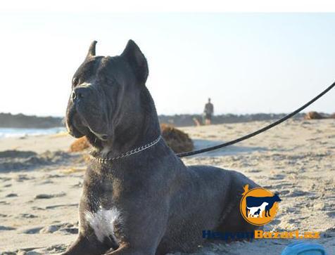 Cane Corso..