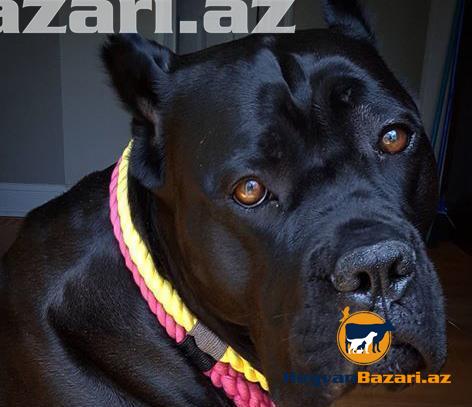 Cane Corso..