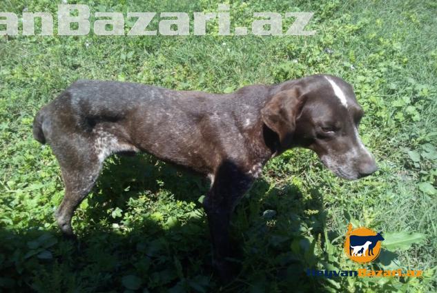 Cox gozel qus itidir erkekdir vurdugun ovu ovcuya getirir