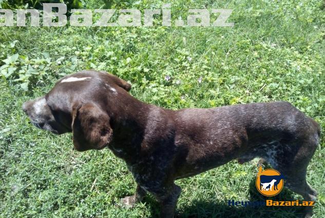 Cox gozel qus itidir erkekdir vurdugun ovu ovcuya getirir